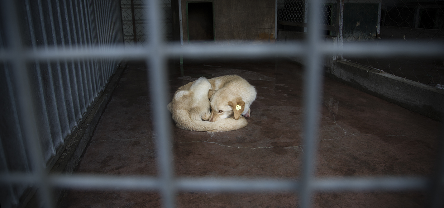 A street dog’s life