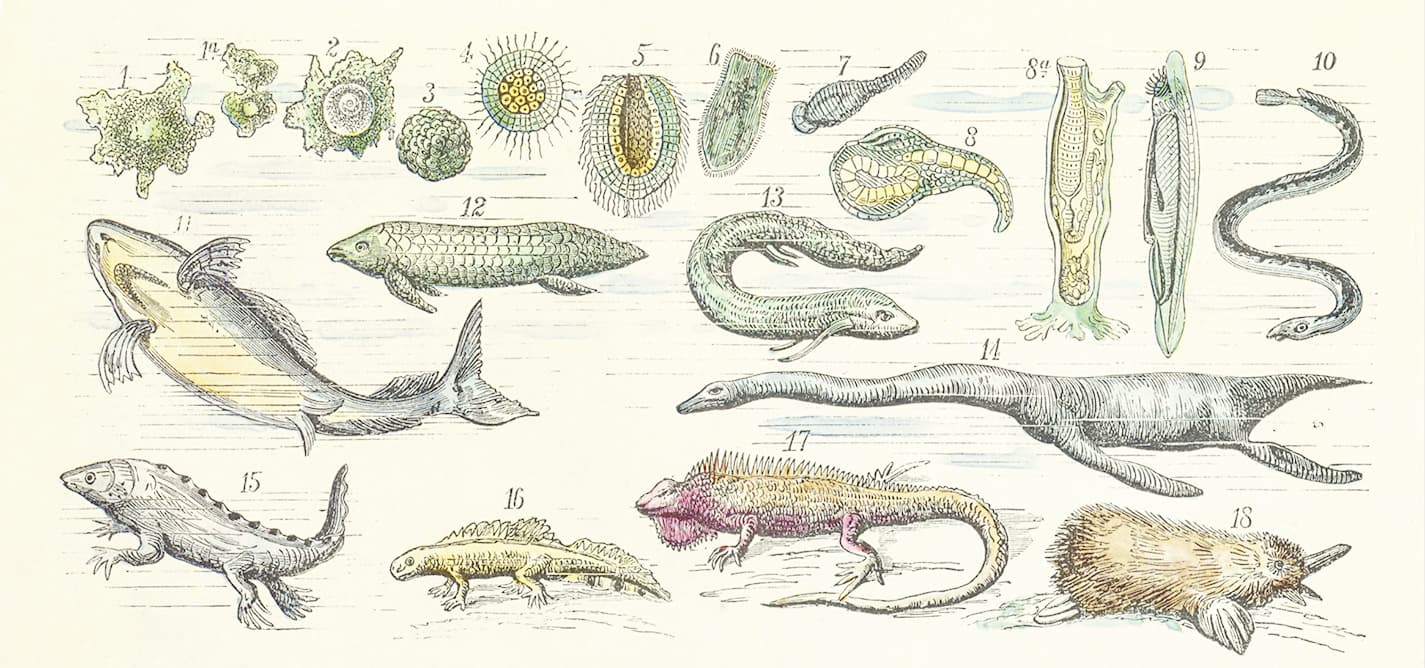 Evolucioni nën hetime