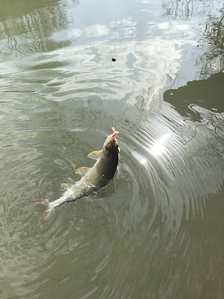 E josh peshkun në anën tjetër të bregut. Është më larg, por mund ta nxjerr më lehtë andej. Amatorisht e nxora peshku nga uji drejt bregut. Është rreth një metër lart. Prapë, jam tepër larg dhe vendos ta tërheq në urë. Sukses. E heq nga grepi me dara duke e mbajtur me dorën e djathtë dhe vrapoj 200 metra poshtë lumit ku kisha lënë pajisjet e mija, sepse doja ta fusja mlyshin në rrjetën mbajtëse. Kam dëshirë t’i mbaj peshqit të gjallë sepse kurrë nuk e di nëse do ta lëshosh. Përndryshe, nëse është i ngordhur dhe ke vetëm një, nuk mund ta lëshosh, nuk mund ta lëshosh në ujë një peshk të ngordhur.<br />
<br />
Tërë dita na shkon duke peshkuar. Dielli është i fortë, gjethet ende të mbështjella me çadërza të gjelbra. Krivaja është jeshile, pothuajse me ngjyrë emeraldi. Ndërsa isha në urën e pezulluar, shoku ynë nga Solluni kapi një sallmon Danubi katërkilogramësh. Pas një lufte disaminutëshe, ai e nxori, bëri një foto me bukuroshin dhe e lëshoi.