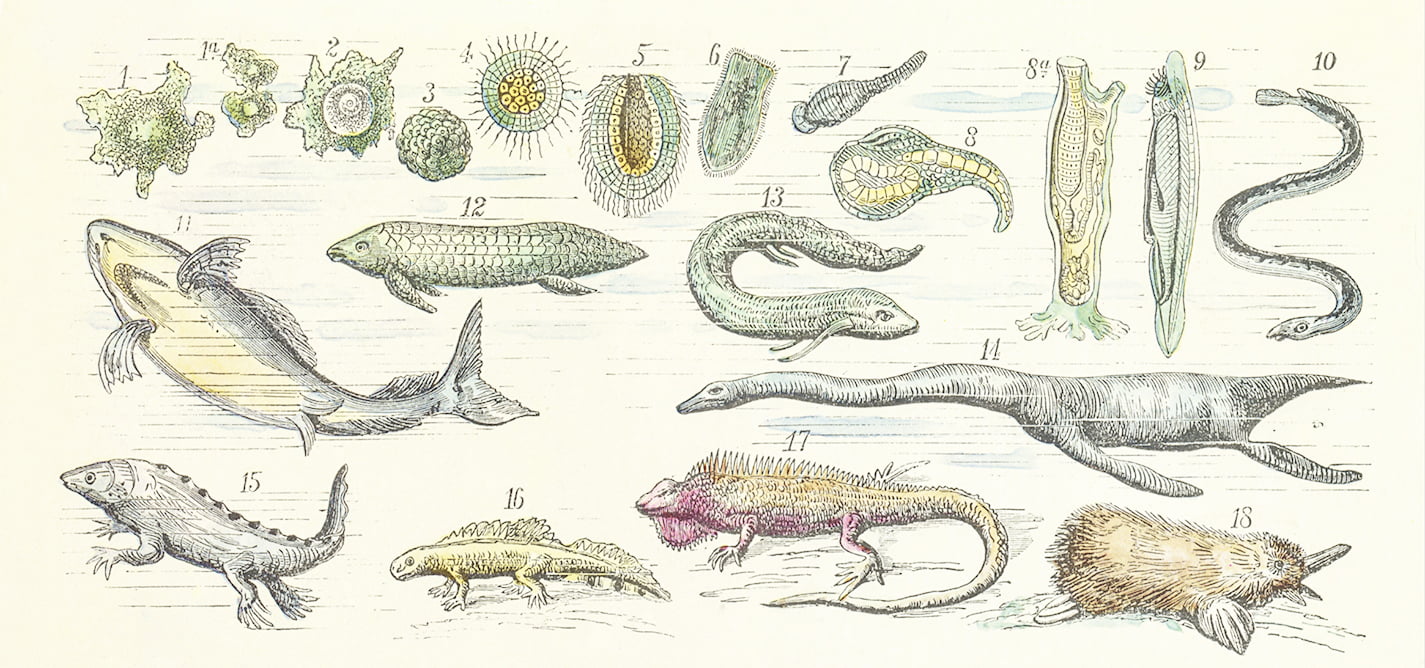 Evolution under investigation