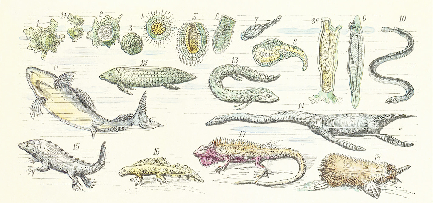 Evolution under investigation