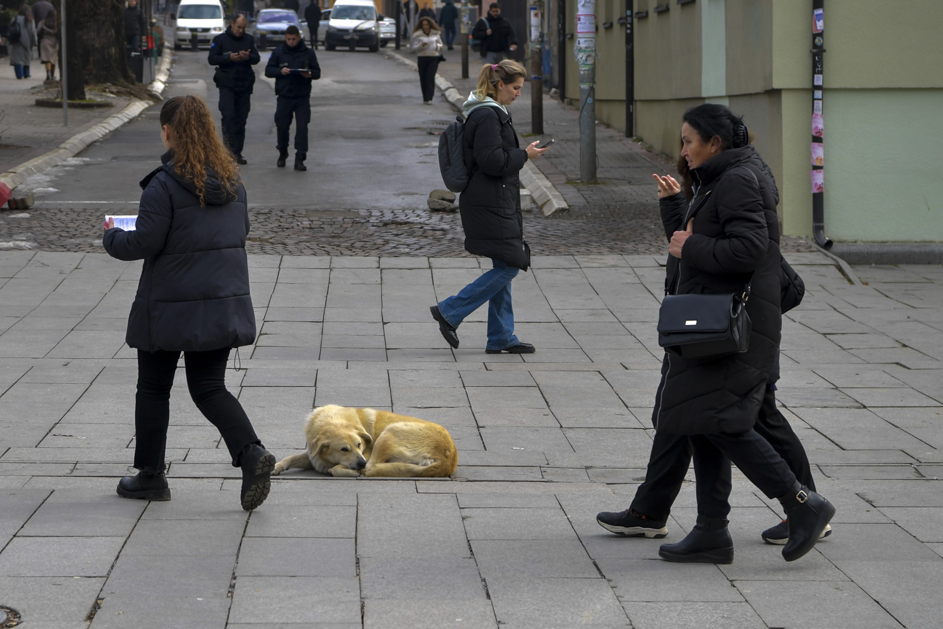 Šta se dešava sa svim psima?