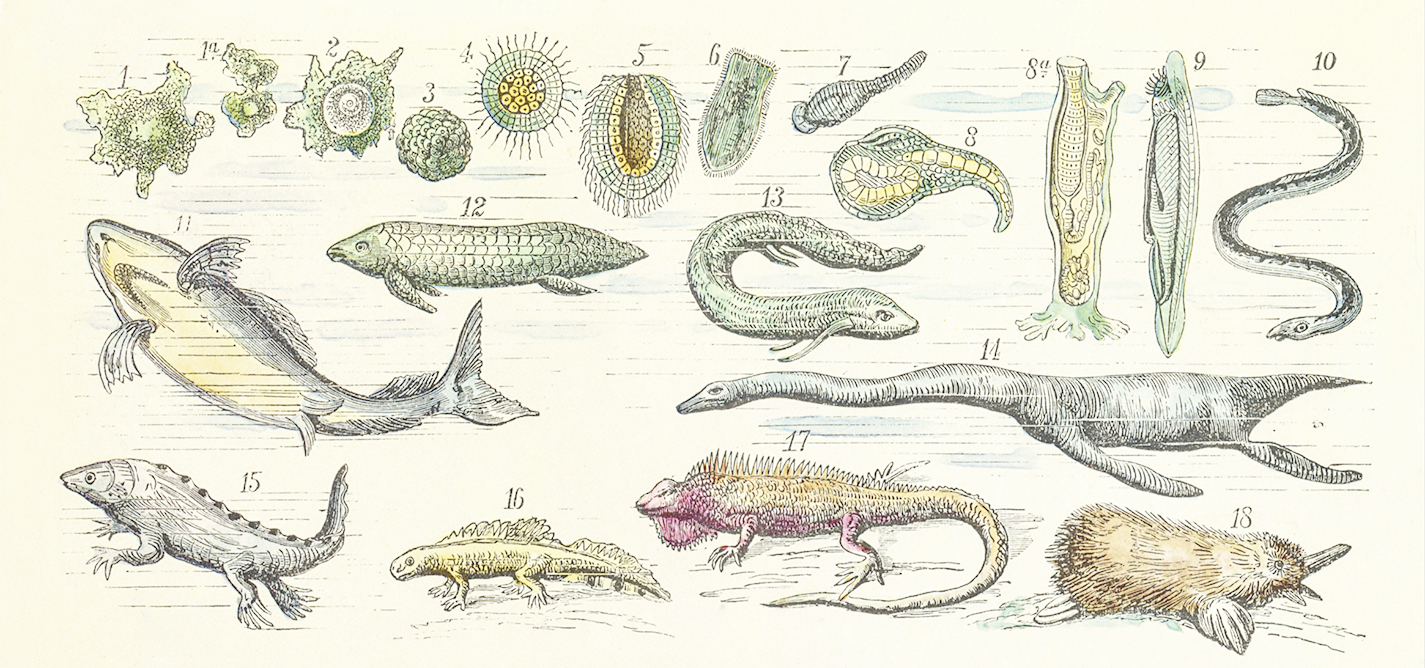 Evolucija pod istragom