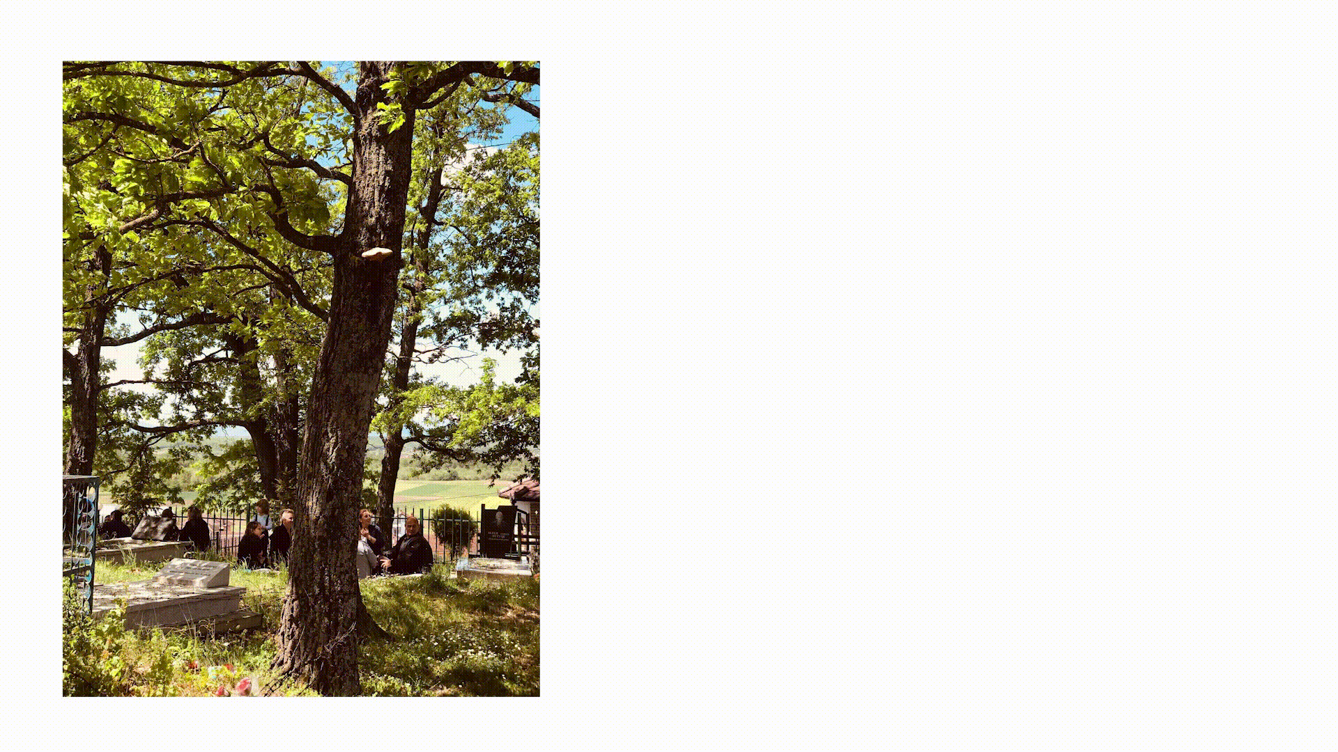 Flowers, nettles and the Erdhlezeti festival